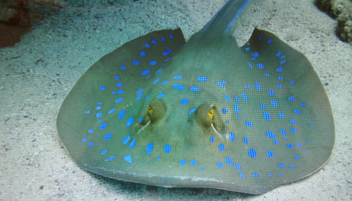 脊椎动物盔甲的进化：鱼是如何进化出它们的保护性骨鳞的