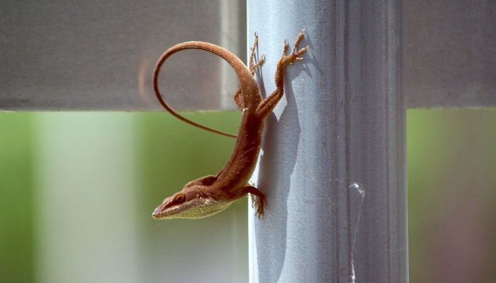 脊椎动物盔甲的进化：鱼是如何进化出它们的保护性骨鳞的
