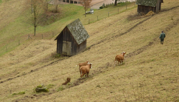 以色列总统表示，以人道主义暂停谈判换取释放人质