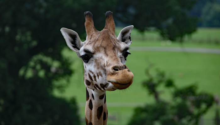 空姐救了六只危险的火烈鸟蛋,后来又遇到了小火烈鸟 空姐救了六只危险的火烈鸟蛋,后来又遇到了小火烈鸟