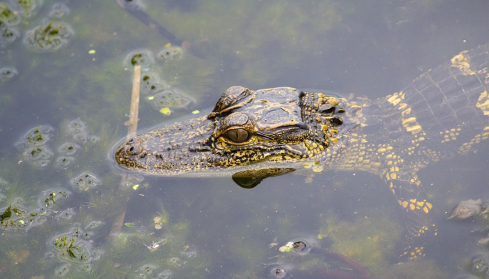视频：南佛罗里达海滩上10英尺长的鳄鱼休息室
