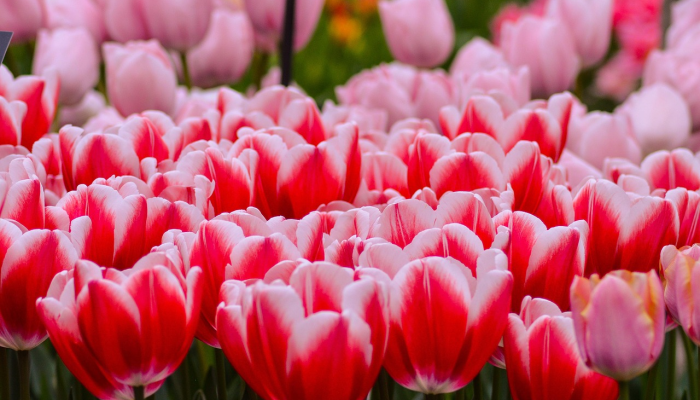 教程辅助!“爱摩罗麻将开挂神器”分享用挂教程 教程辅助!“爱摩罗麻将开挂神器”分享用挂教程