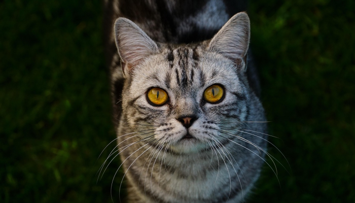 研究人员坚持认为,一张“大型猫科动物”的新照片证明野兽正在英国乡村游荡 研究人员坚持认为,一张“大型猫科动物”的新照片证明野兽正在英国乡村游荡