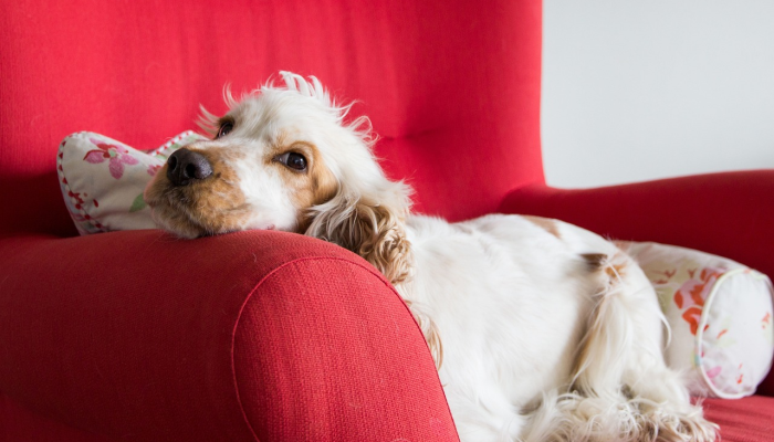 教皇因为轻微流感取消了周六的活动