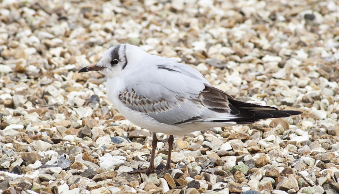 玩家必看教程“途游四川麻将外卦神器下载安装!分享用挂教程 玩家必看教程“途游四川麻将外卦神器下载安装!分享用挂教程