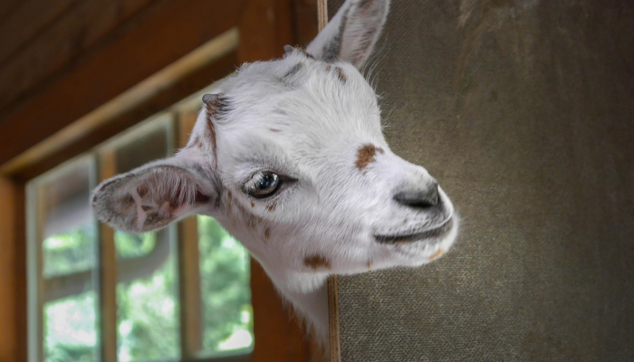 辅助神器“牵手跑得快能不能开挂”(曝光透视必备猫腻)