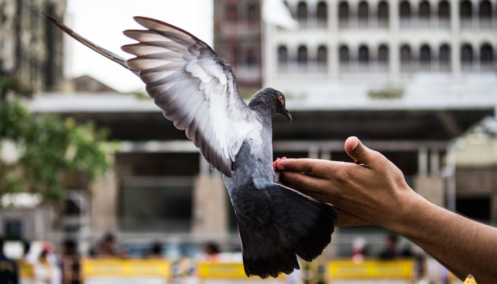 旧金山地方检察官撤销了对前警官的指控 旧金山地方检察官撤销了对前警官的指控