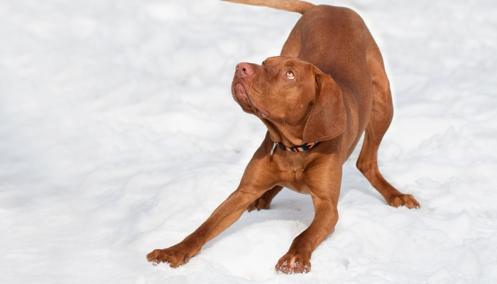 欧盟警告说,在禽流感病例激增的情况下,要把猫和狗养在家里 欧盟警告说,在禽流感病例激增的情况下,要把猫和狗养在家里