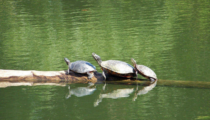 购买CIE Automotive;600卢比的目标：Motilal Oswal