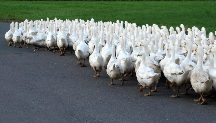 为了保护动物,韩国禁止食用狗肉 为了保护动物,韩国禁止食用狗肉