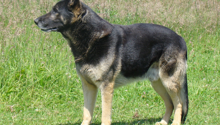 玩家辅助神器：“途游四川麻将外卦神器下载安装”详细开挂玩法