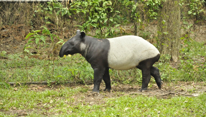 玩家必看教程“新玄龙有透视挂吗!分享用挂教程
