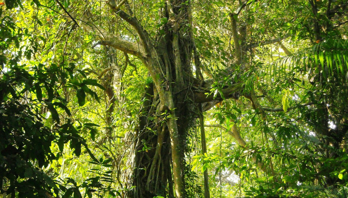 推荐一款”新鸿狐有挂吗!分享用挂教程 推荐一款”新鸿狐有挂吗!分享用挂教程
