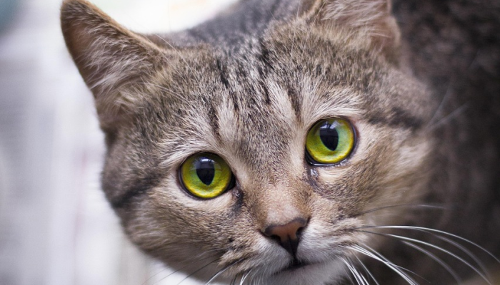 万能开挂辅助“天天福建十三张有挂吗”其实确实有挂