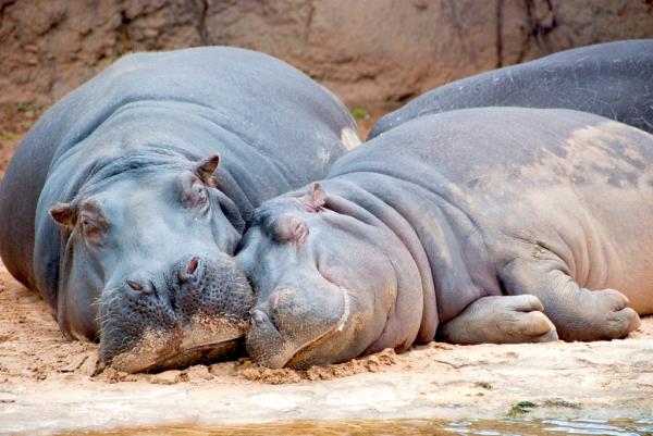 伊拉克能源部宣布由于天然气短缺损失4000兆瓦