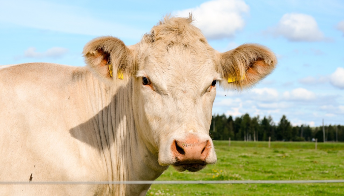 1分钟学会“全民牛牛有挂吗”分享用挂教程