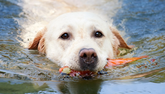 玩家必看教程“德扑之星到底有没有挂”(原来确实是有挂)