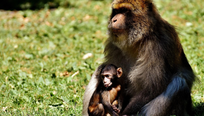 未经治疗的艾滋病毒感染者最容易感染猴痘 未经治疗的艾滋病毒感染者最容易感染猴痘