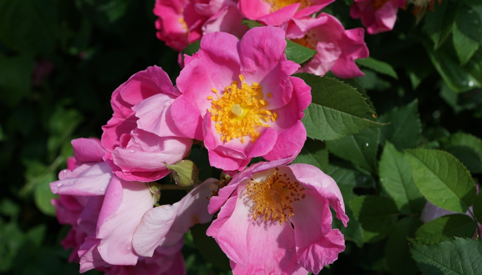 花商将鲜花作为情人节礼物送给数百名寡妇 花商将鲜花作为情人节礼物送给数百名寡妇