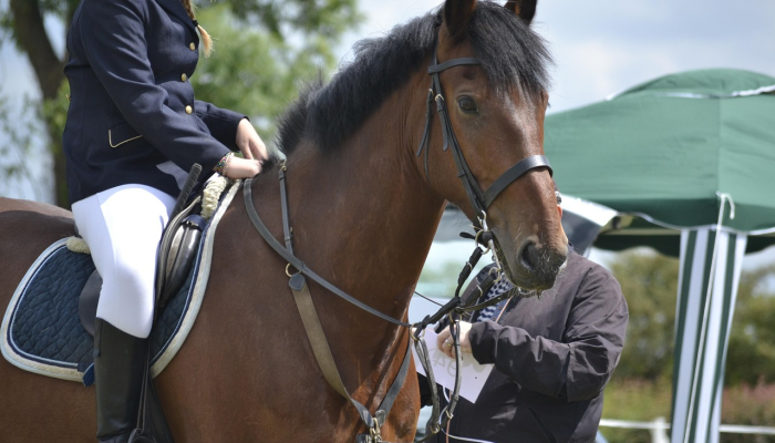 小镇将扩大“代理”野猫控制老鼠数量的计划