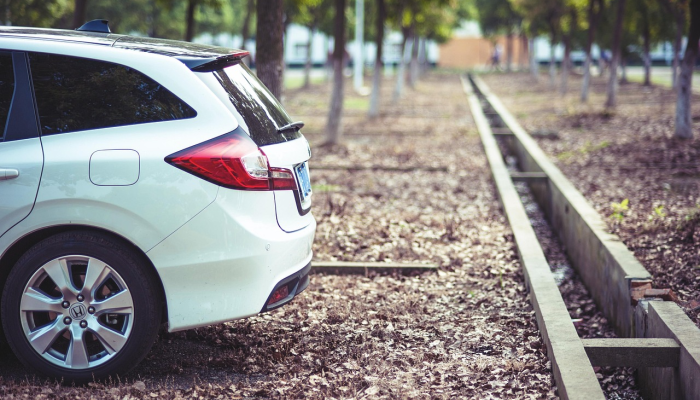 小镇将扩大“代理”野猫控制老鼠数量的计划