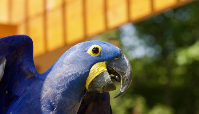 早期预警信号确定-新研究将血压波动与痴呆症联系起来