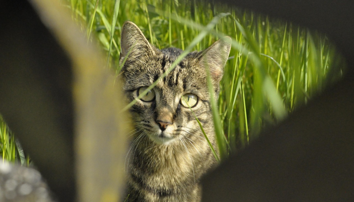 有多排“眼睛”的山地生物潜伏在岩石中这是一个新物种