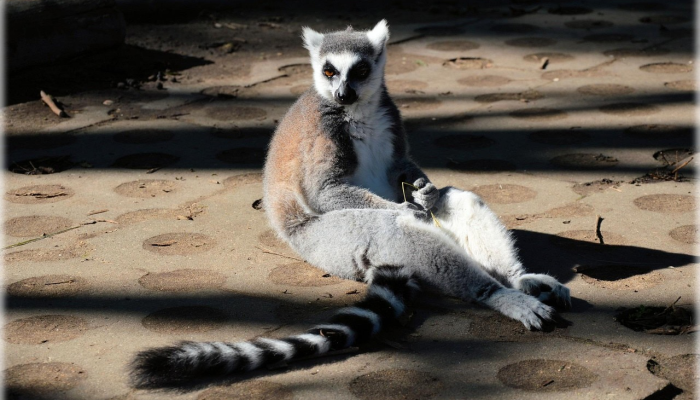 有多排“眼睛”的山地生物潜伏在岩石中这是一个新物种