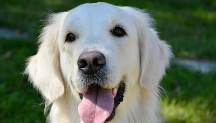 德克萨斯警方称,76岁的老人被两只狗残忍袭击“我以为他要死了” 德克萨斯警方称,76岁的老人被两只狗残忍袭击“我以为他要死了”