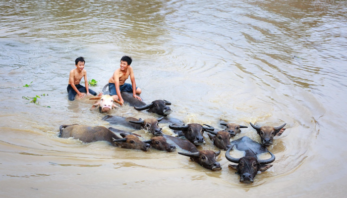 夏奇拉“考虑承认1610万美元的税务欺诈，以逃避严厉的审判”