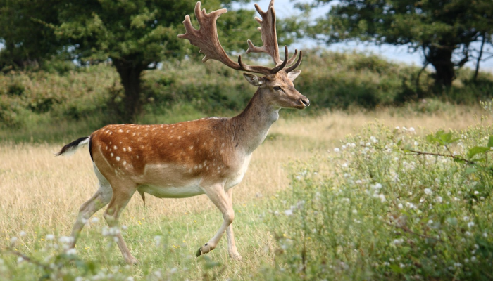 导演揭示了鹿的意义 导演揭示了鹿的意义
