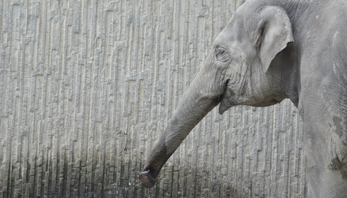 45岁的大象黛维在圣地亚哥动物园被实施了安乐死 45岁的大象黛维在圣地亚哥动物园被实施了安乐死