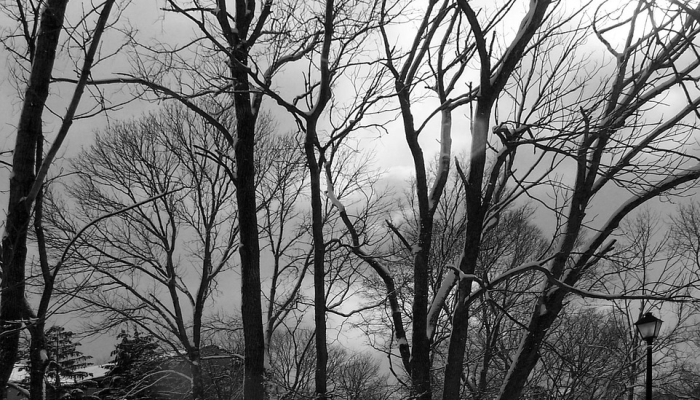 我怎样才能防止这个季节的第一次冻结烧毁我的花园？