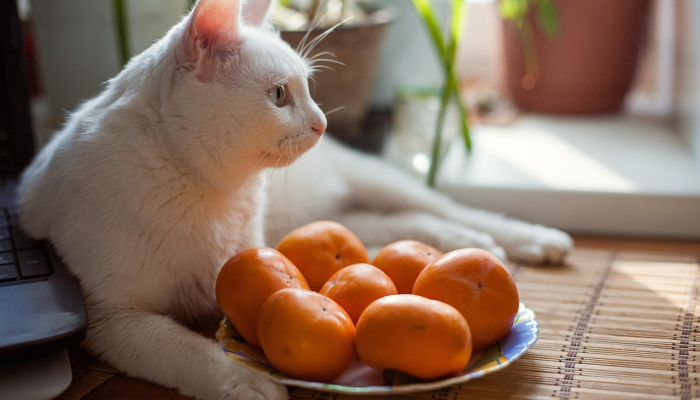 乔治亚州的照片显示，刚被收养的小猫在回家的路上需要救援满足破折号