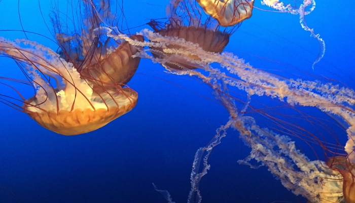 垂钓者的“圣杯”捕获可能创造新的世界纪录看看这条德州巨鱼 垂钓者的“圣杯”捕获可能创造新的世界纪录看看这条德州巨鱼