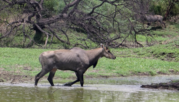 发现了吗?在印度宣誓就职仪式上看到的豹状动物 发现了吗?在印度宣誓就职仪式上看到的豹状动物