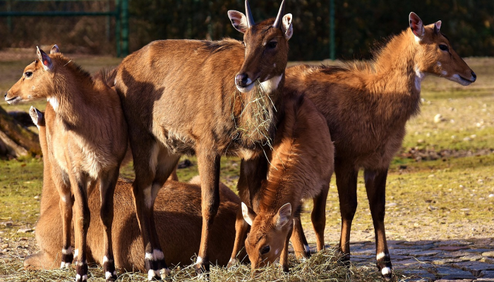 报道称，鲍里斯·约翰逊可能在英国大选前出人意料地重新当选首相