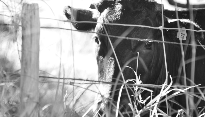 夏威夷官员称,一只狗和主人一起非法从4000级台阶上跳下 夏威夷官员称,一只狗和主人一起非法从4000级台阶上跳下