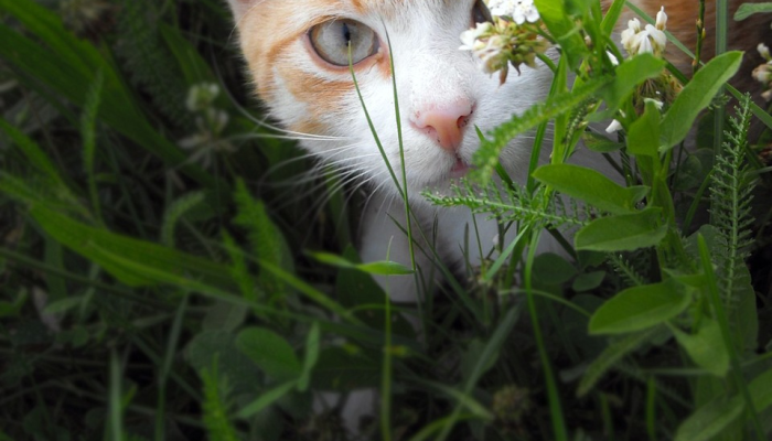 1分钟学会“哈哈长沙麻将开挂最新版本更新内容”(曝光透视必备猫腻) 1分钟学会“哈哈长沙麻将开挂最新版本更新内容”(曝光透视必备猫腻)