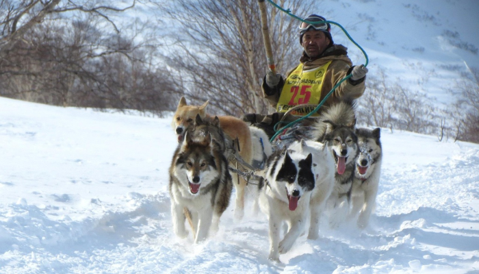 一些宠物仍然在拉海纳的废墟中游荡疲惫的动物救援人员正在执行任务