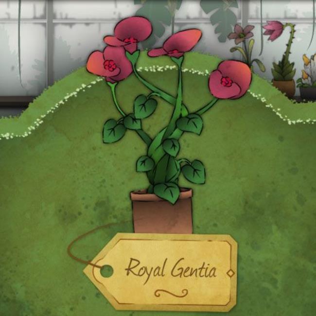 A flat, round, and pink flower. Its leaves are short and the stalks intertwine. It is called Royal Gentia in Strange-Horticulture