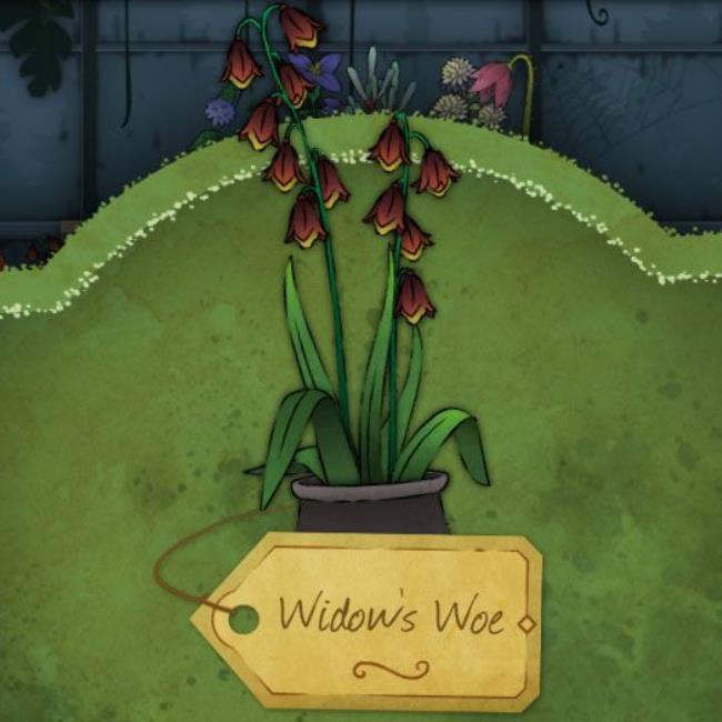 A small, bell-shaped, dark red flower. It points downward. It is called Widow's-Woe in Strange Horticulture.