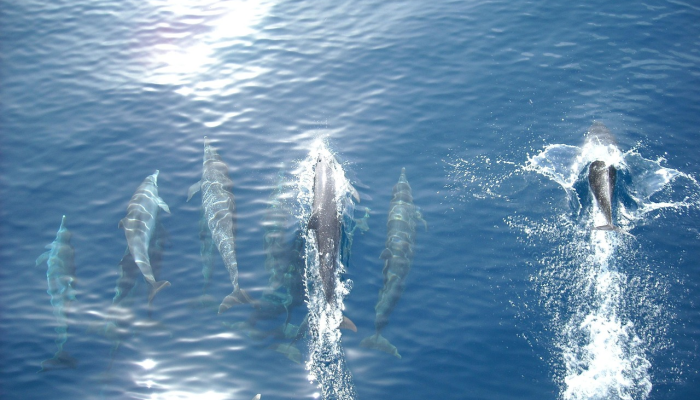 冷气体推进器升温:美国宇航局的普赛克任务发射推迟 冷气体推进器升温:美国宇航局的普赛克任务发射推迟