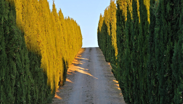 政府下个月将在非军事区附近开放10条步道供游客参观