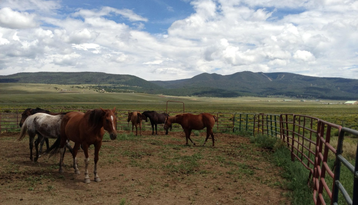 最新教你“闲逸跑胡子免费开挂神器下载安装!分享用挂教程 最新教你“闲逸跑胡子免费开挂神器下载安装!分享用挂教程