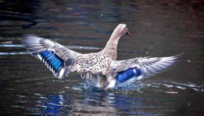 马修斯称赞费根,称霍桑的说法是“废话” 马修斯称赞费根,称霍桑的说法是“废话”