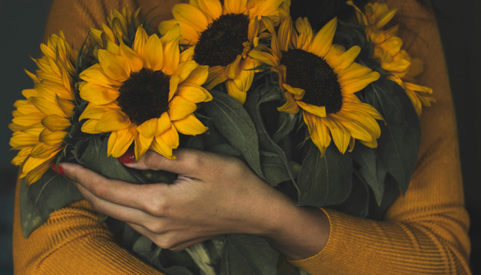 向日葵田的主人恳求游客不要脱衣服