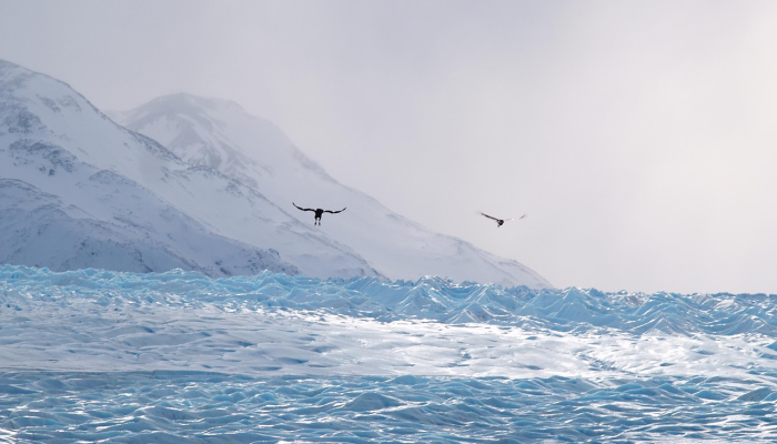 巴塔哥尼亚这个受欢迎的冰川再也不用探险了