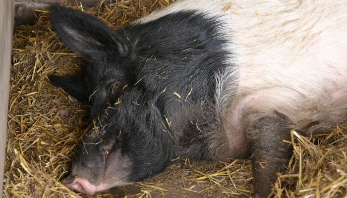 开挂辅助工具“山西扣点点怎么开挂”详细开挂玩法 开挂辅助工具“山西扣点点怎么开挂”详细开挂玩法