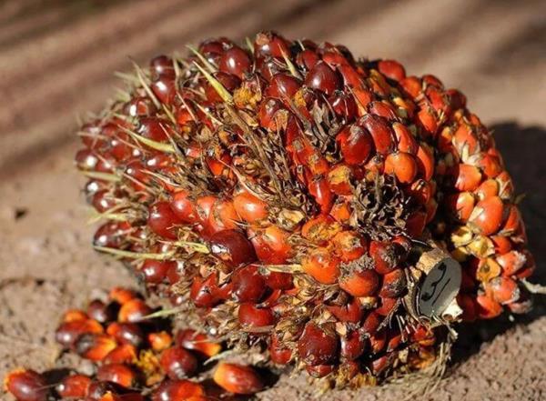 土耳其冻结了82个组织的资产，这些人涉嫌与库尔德武装分子有联系_2